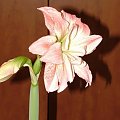 odmiana 'Aphrodite' - 3 lutego 2009 #amarylis #Aphrodite #Hippeastrum #hydroponika