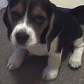 #beagle #psy #zwierzęta #przyjaciel