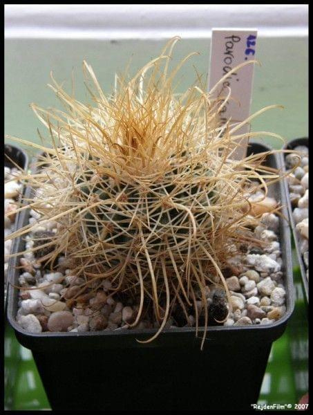 Parodia camarguensis WR76