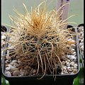 Parodia camarguensis WR76