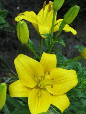lilia żółta