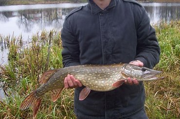 Ten szczupak ma 84cm. Do rekordu z zeszłego roku zabrakło 10cm #ryby #wędkarstwo