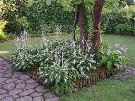 Hosta undulata