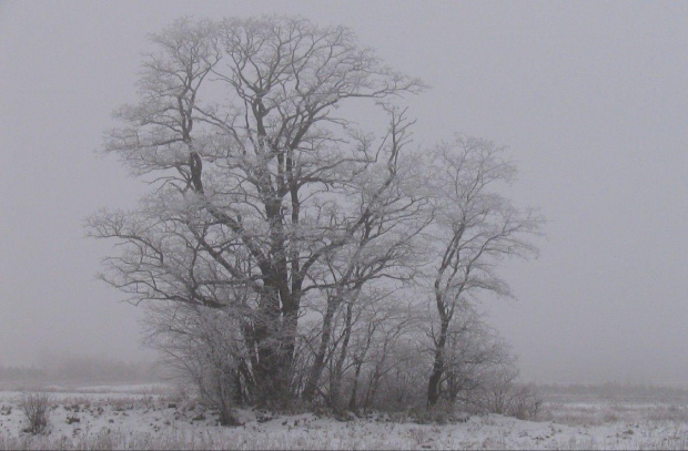 Drzewo. #Zima #Widoki