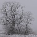 Drzewo. #Zima #Widoki