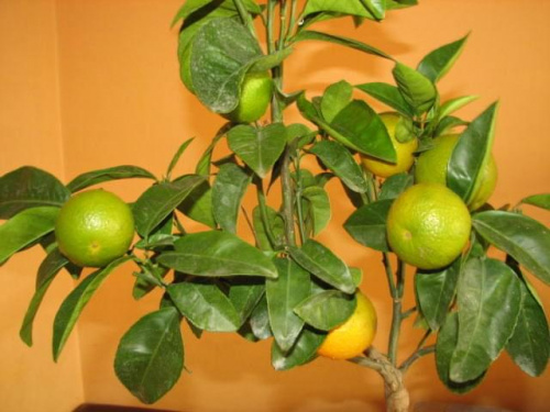 Pomarańcza Navelina