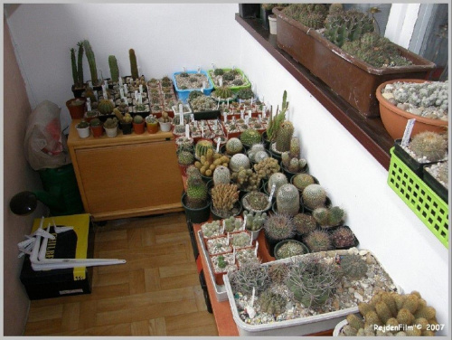Kaktusy na zimowisku #Kolekcja