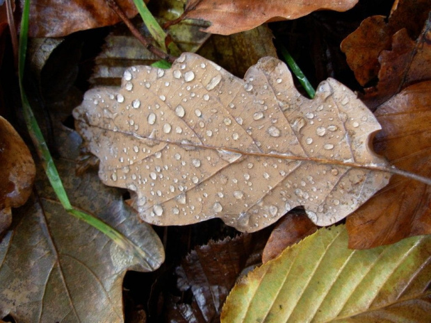 kropelki wody na dębowym jesiennym listku