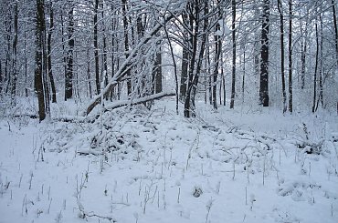 #zima #PuszczaBiałowieska