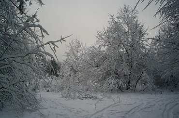 #zima #las #PuszczaBiałowieska