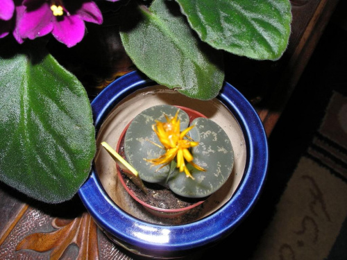 żywy kamień #kaktusy #kwiaty