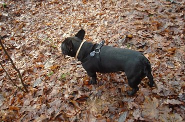 #BuldogFrancuski