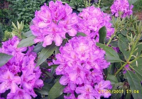 rhododendron lee's dark purple