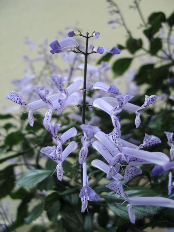 Plectranthus - kwiaty #kwiaty #identyfikacja