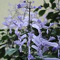 Plectranthus - kwiaty #kwiaty #identyfikacja