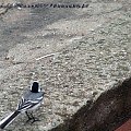 Ptaki #kaczki #KrynicaMorska #mewy #plaża #Ptaki #morze #urlop #pliszka