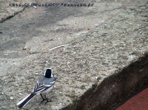 Ptaki #kaczki #KrynicaMorska #mewy #plaża #Ptaki #morze #urlop #pliszka