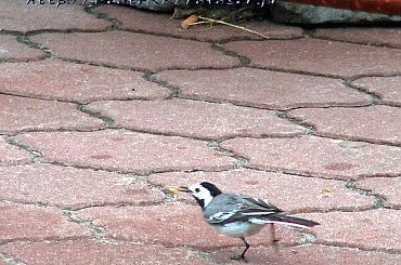 Ptaki #kaczki #KrynicaMorska #mewy #morze #plaża #pliszka #Ptaki #urlop