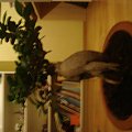 my bonsai :) #liście #KrzywePenie