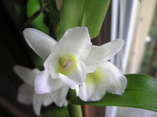 dendrobium nobile #storczyki #orchidea #kwiatki #kwiaty