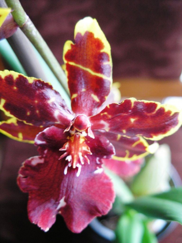 cambria #storczyki #orchidea #kwiatki #kwiaty