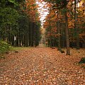 Czerwona aleja... #jesień #las #złota