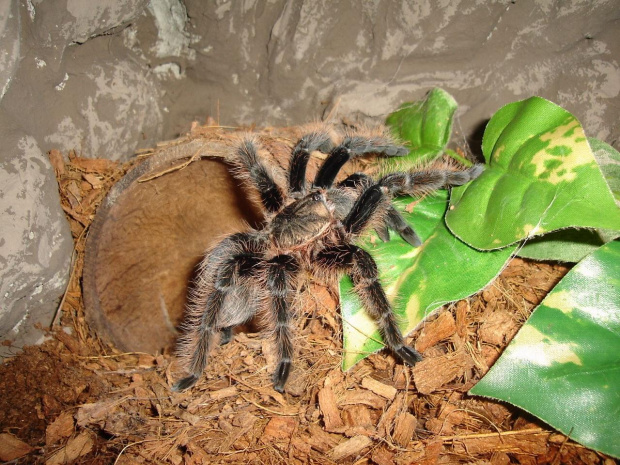 Brachypelma albopilosum