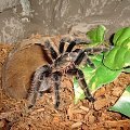 Brachypelma albopilosum