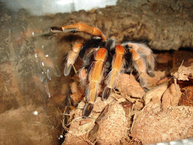 Brachypelma boehmei