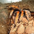 Brachypelma boehmei