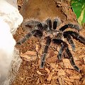 Brachypelma albopilosum