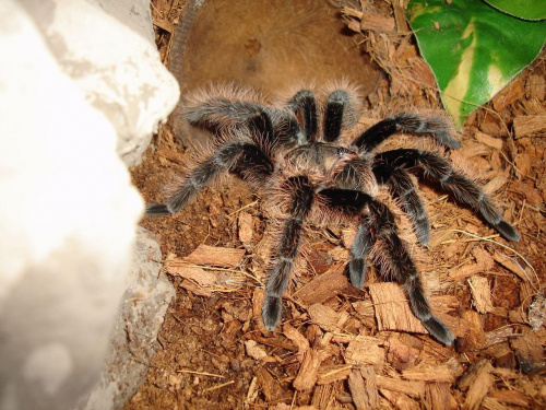 Brachypelma albopilosum