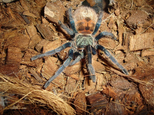 Chromatopelma cyaneopubescens