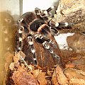 Acanthoscurria geniculata