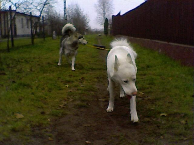 Zabawa Luny i Albina w ogrodzie (Luna to ta wlkowata, a Albin ten biały) #PsyHuskyZabawa