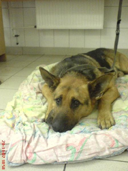 NERO to 6-letni pies do oddania w dobre ręce. Jest mixem owczarka niemieckiego. Jest dużym, spokojnym i zrównoważonym psem, waży ok 42 kg.