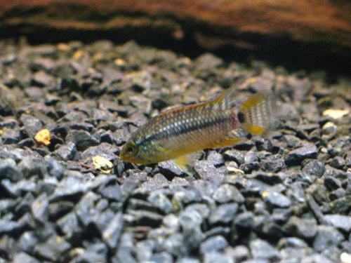 Apistogramma sp. Vielfleck 4