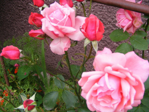 róże babci Lodzi:) #przyroda #las #kwiaty