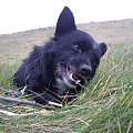 Micio 10