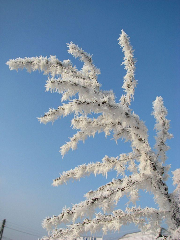 Zimowe Widoczki #zima #drzewa