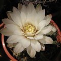 Gymnocalycium Capillaense (czerwiec 2007)