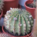 Echinopsis obrepanda (czerwiec 2007)