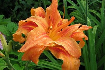 Moja Działka #róże #liliowce #hortensje #clematisy #działka #kwiaty