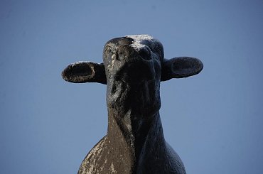 #pomnik #byk #zasłużony #samiec