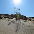 ostatni do wysuszenia #piasek #pustynia #roślina #światło #cień #słońce