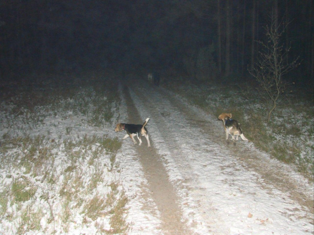 Labi, Bemol i Nutka