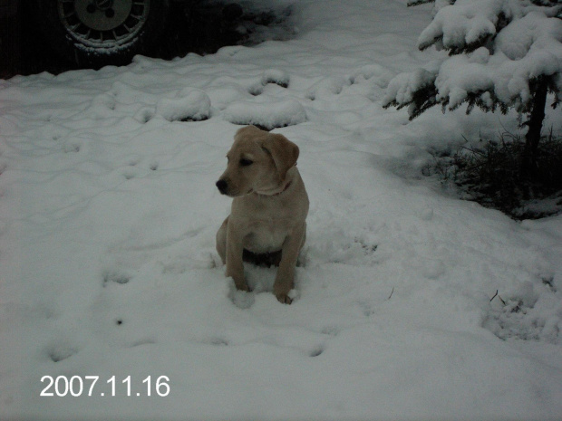 #labrador