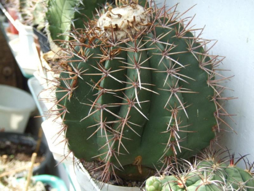 kolekcja Melocactusów #kwiaty #kaktusy