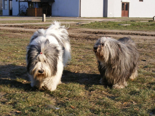 Ponti i Zuzia