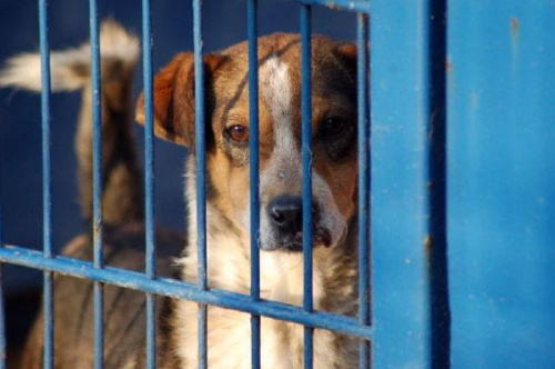 Reksio jest bardzo młodym psiakiem, który powoli umiera w schronisku.
Ten psiak bardzo źle znosi pobyt, bardzo mocno już schudł, na pyszczku widać ślady pogryzienia.
Czy ktoś go uratuje?
Jego nr ewidencyjny 2337 #psy